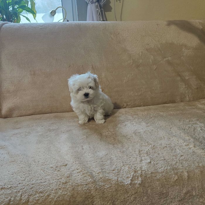 MALTAŃCZYK maltańczyk szczeniak piesek ZKwP (FCI)