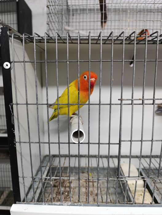 Casal de agapórnis fischeris