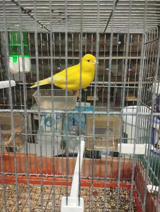 canários para venda