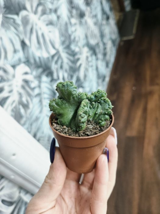 Міртіллокактус геометрізанс (Mertillocactus geometrizans)