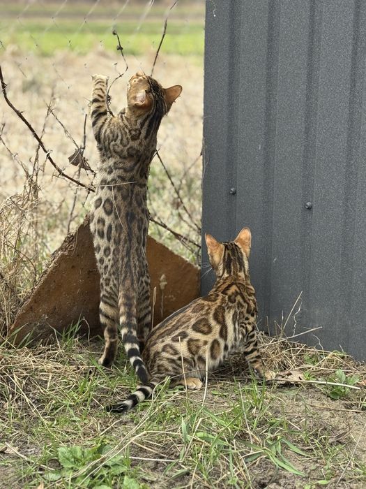 Бенгальские котята