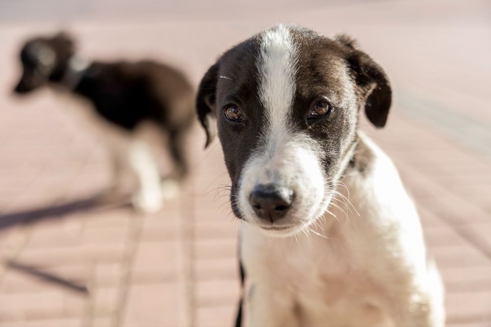 Cadelas bebés para adoção responsável