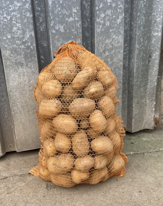 Ziemniaki jadalne Soraya wybierane ręcznie