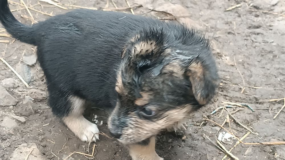Віддам собаченят