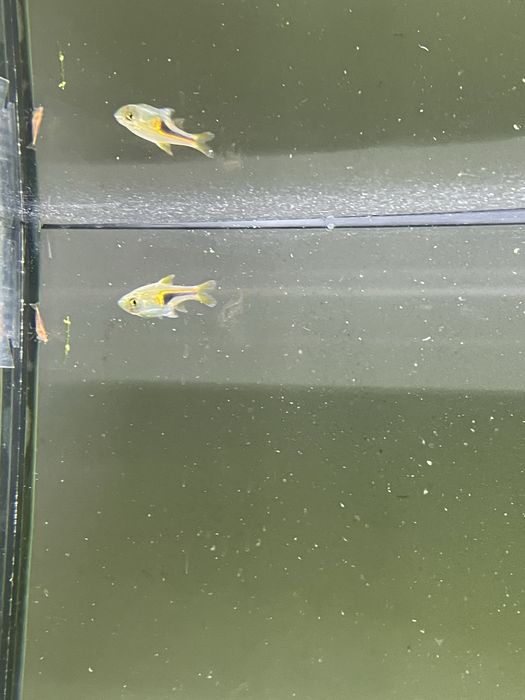 Rasbora para despachar