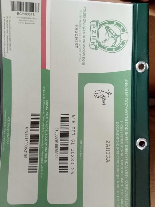 Klacz wielkopolska rotacyjna programowa
