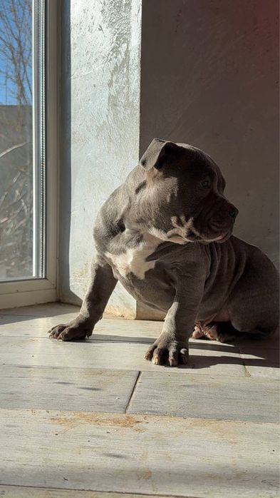 Американський буллі стандарт