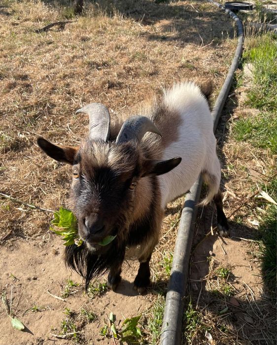 Vendo chibo anão com 3 anos