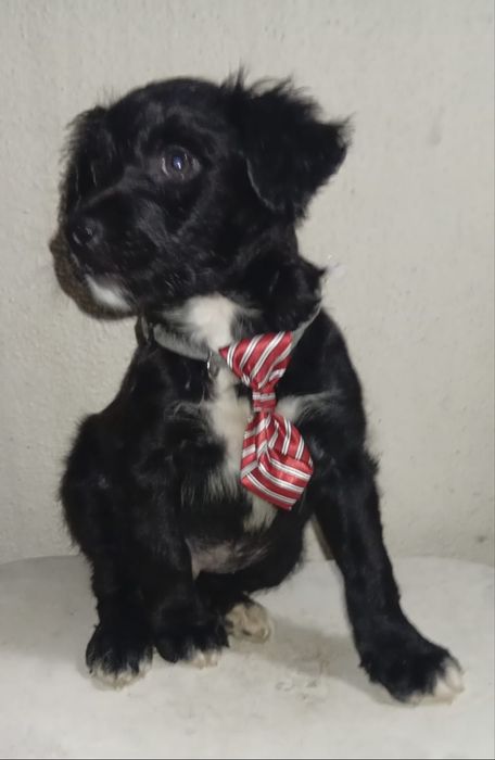 Bebé para adoção responsável