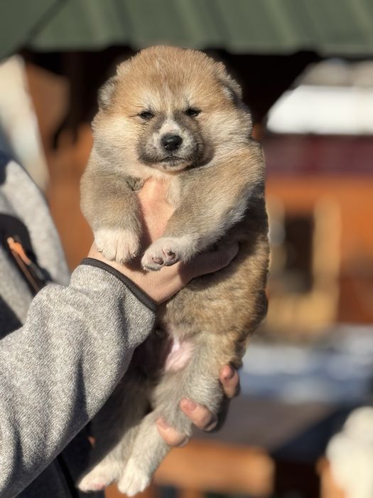 Акіта іну - цуценята з міжнародної годівлі Mendelred kennel FCI