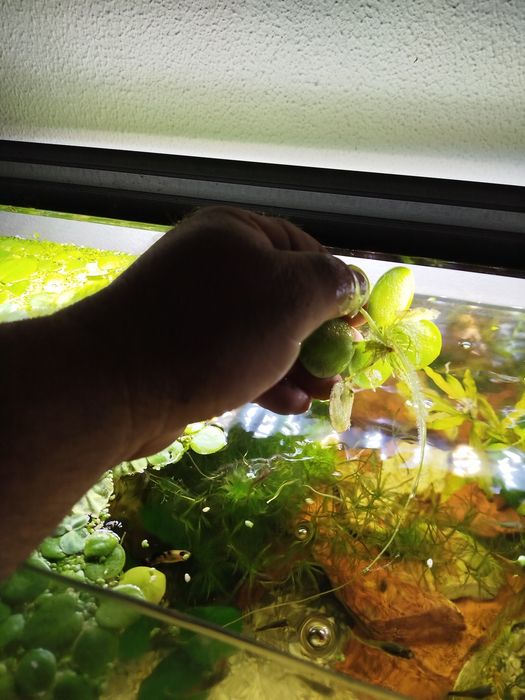 Amazon Frogbit (Planta de superfície)