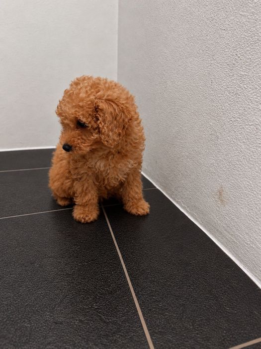 Caniche toy fêmea