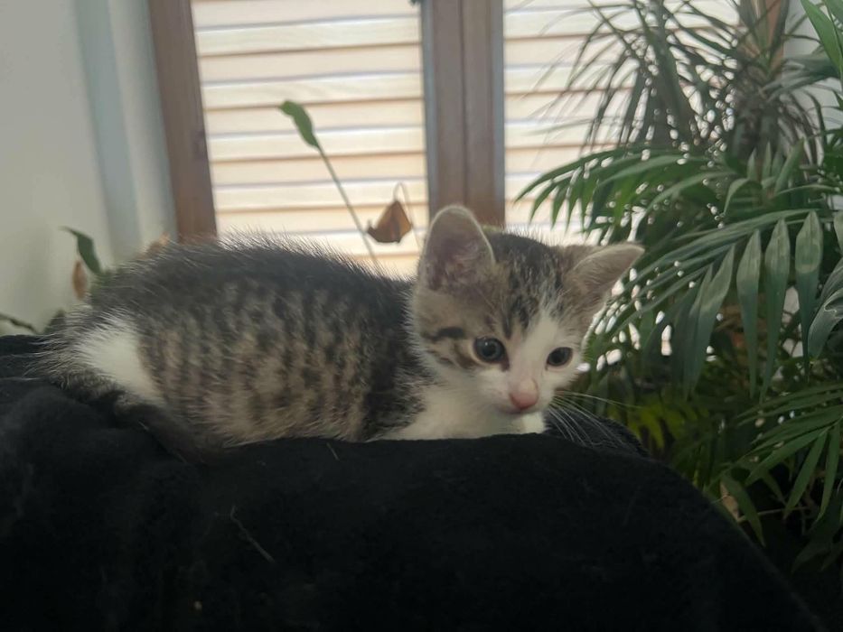 Oreo szuka domku