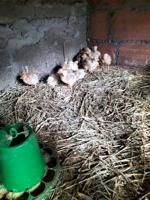 Patos Mudos de boa qualidade