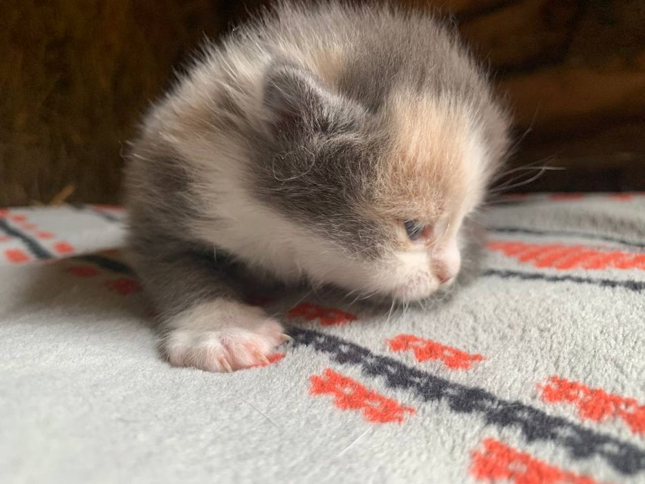 Отдам даром!!Срочно