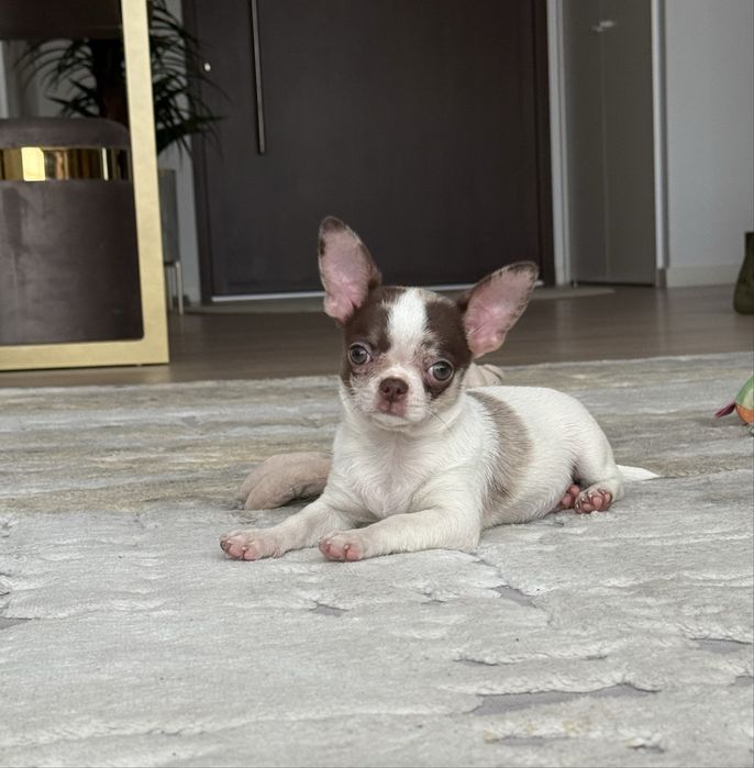 Excelente mini menina chihuahua/chiuaua Linhagem Russa.Qualidade