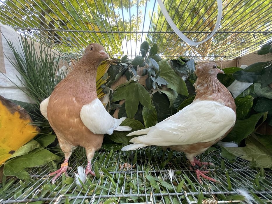 Pombos arcanjos de varias cores