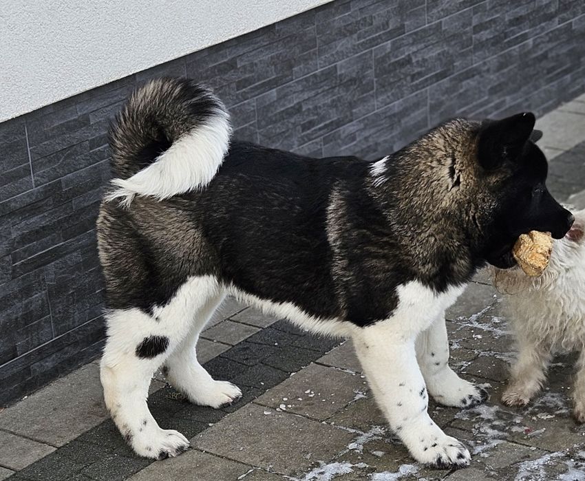 Akita Amerykańska Piesek