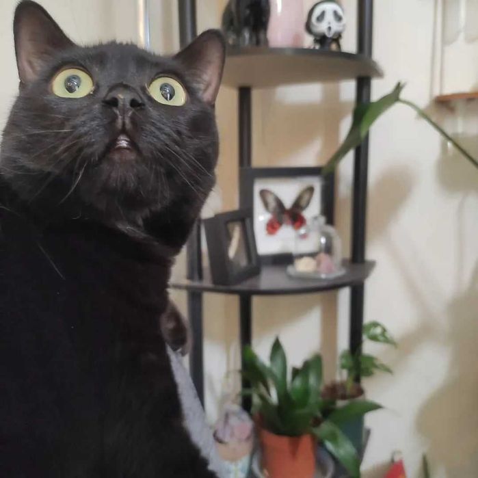 Cat Sitting Margem Sul