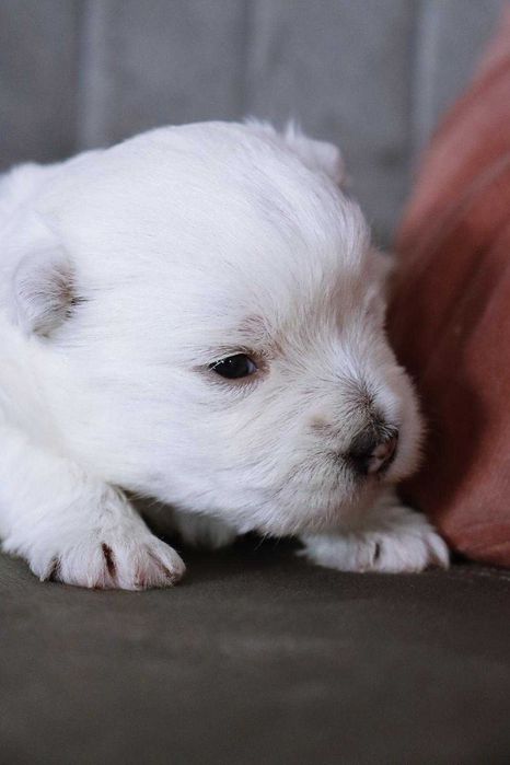 West highland white terrier szczenię z rodowodem bez CMO