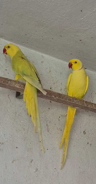 Aleksandretty Para 2022