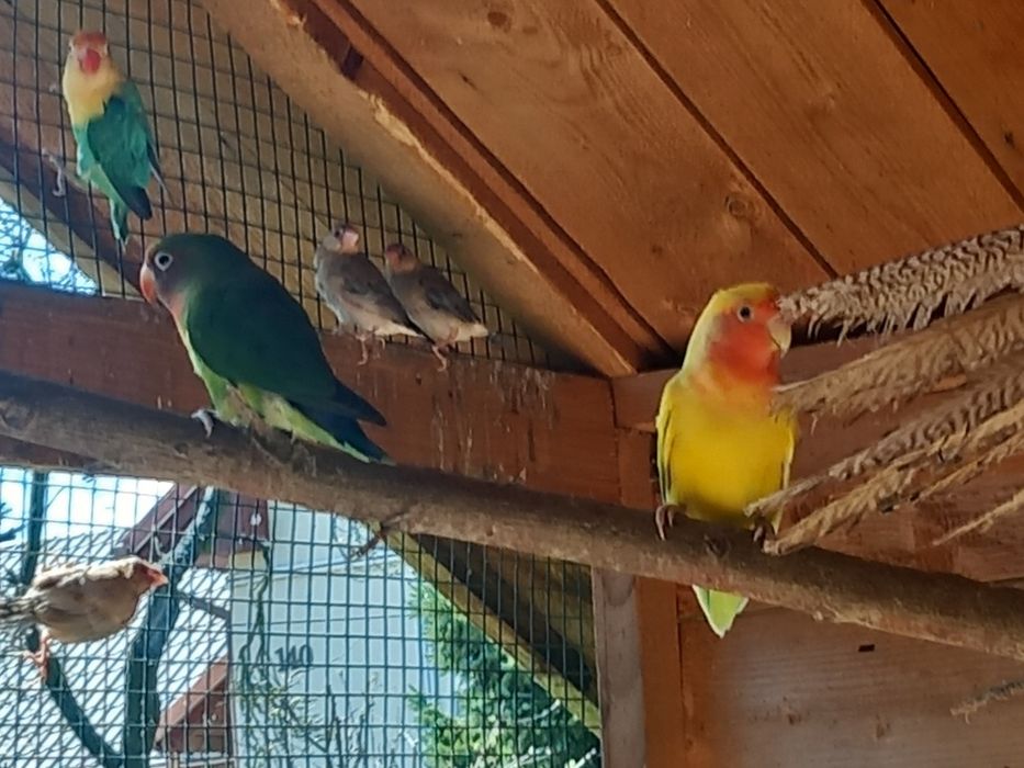 Nimfy ,Faliste i inne