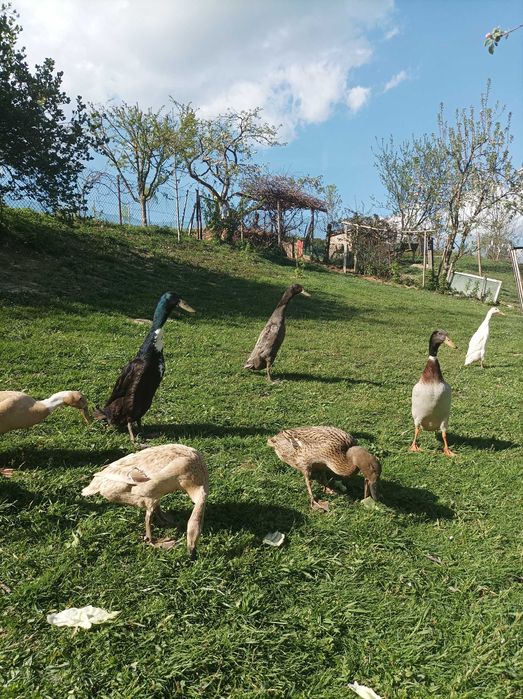 Kaczki biegus indyjski