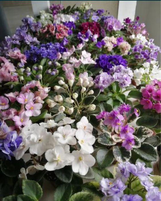 Мрію про фіалки міні та інші