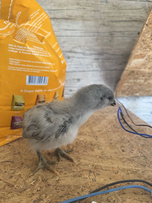 Pintos Marans e Araucana – 2 semanas