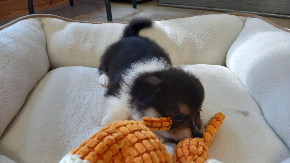 Piesek Welsh Corgi Pembroke po rodzicach FCI