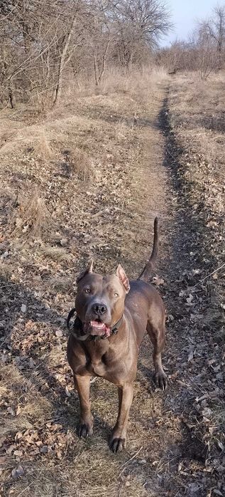 Вязка Американский Питбуль