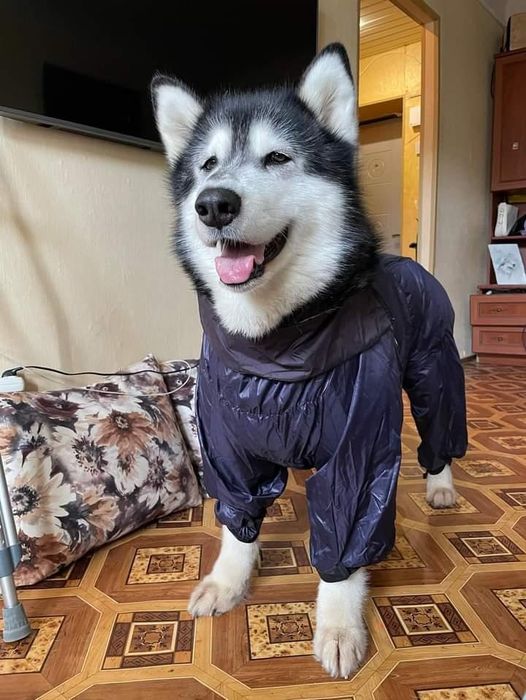 Дощовик для собак одяг