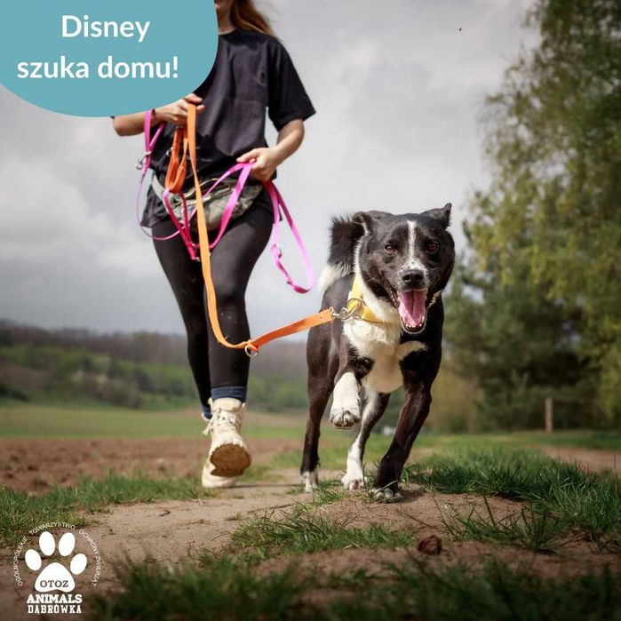 Disney szuka domu