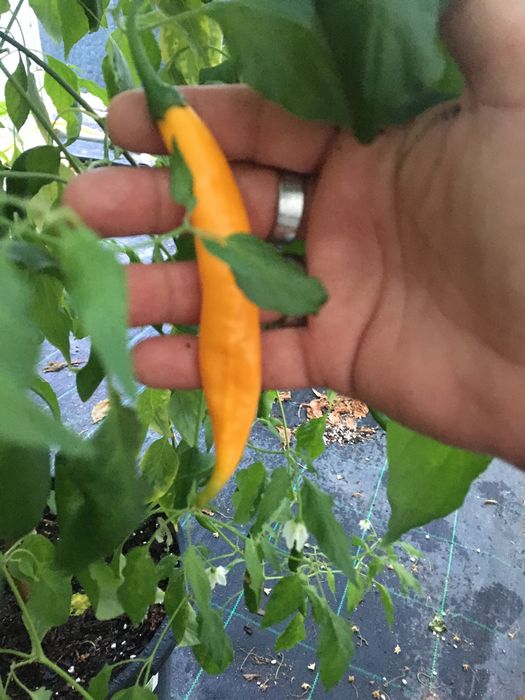 Sementes de malagueta aji guyana