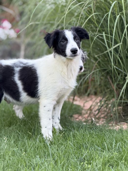 Piesek border collie czarno biały