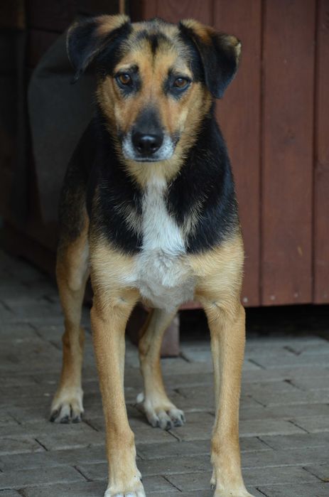 Teoś - uroczy psiak, zasiedział się w schronisku - do adopcji
