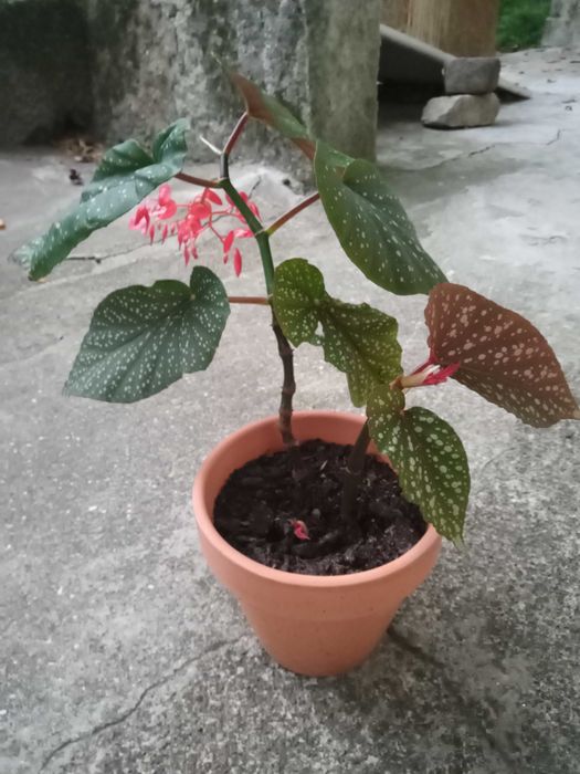 Begônia em idade de floração