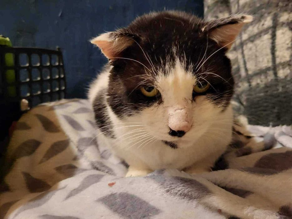 Jestem Rysio - przygarnij mnie