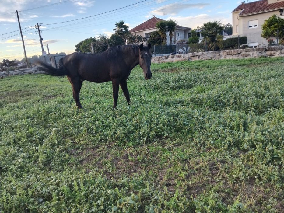 Vende-se Cavalo Lusitano