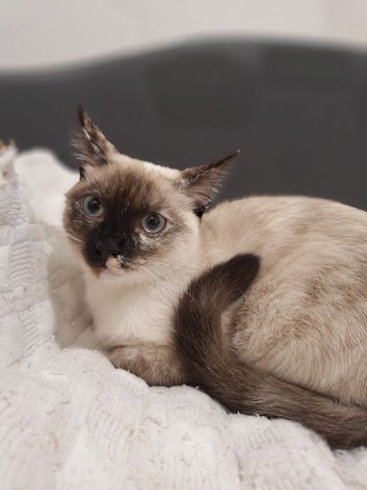 Coralina, para adoção