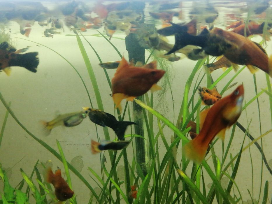 Rybki akwariowe. Mieczyki. Gupiki. Pawie oczko
