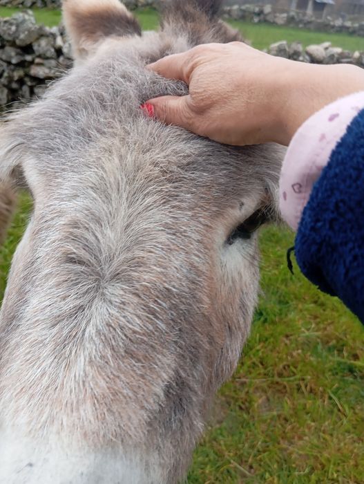 Burra 4 anos  já trabalha