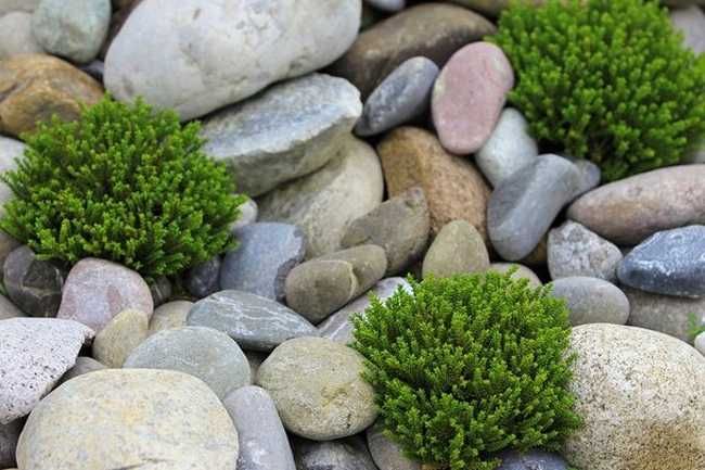 Nawóz - podłoże do Lawendy, Bukszpau, Róż WESTLAND 20 Litrów