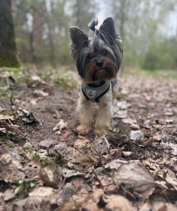 Yorkshire terrier