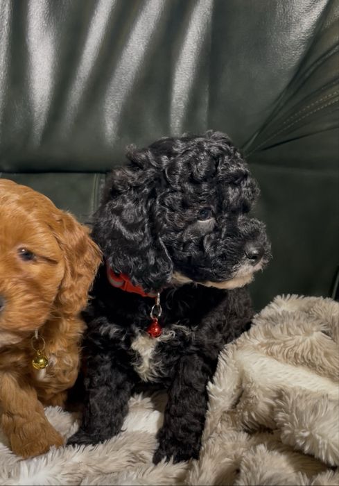Cavapoo dostępna sunia czarna z białymi znaczeniami