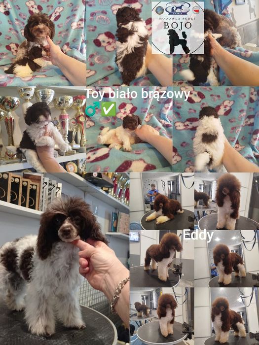 Pudel toy wielobarwny biało brązowy piesek