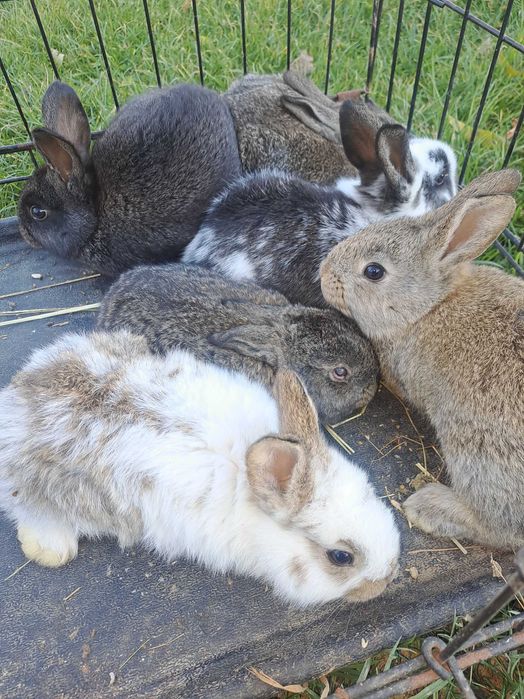 Kroliki cale gniazdo