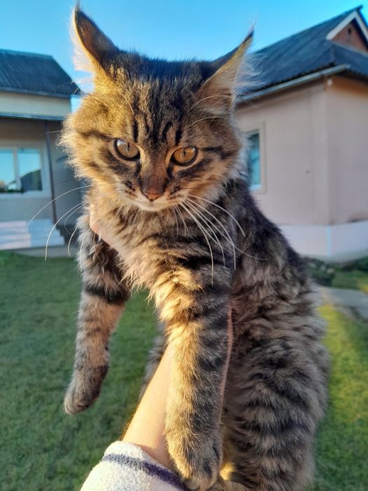 Віддам кошеня у добрі руки