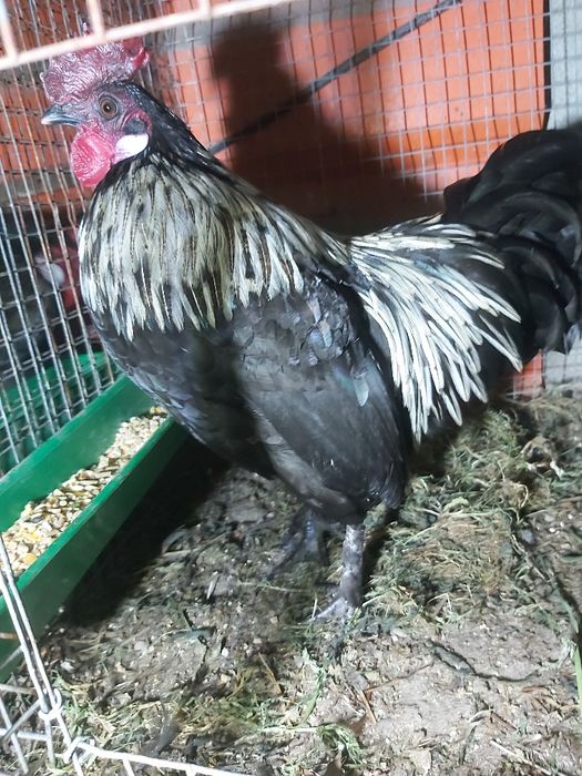 Vendo um cocó do ano passado.