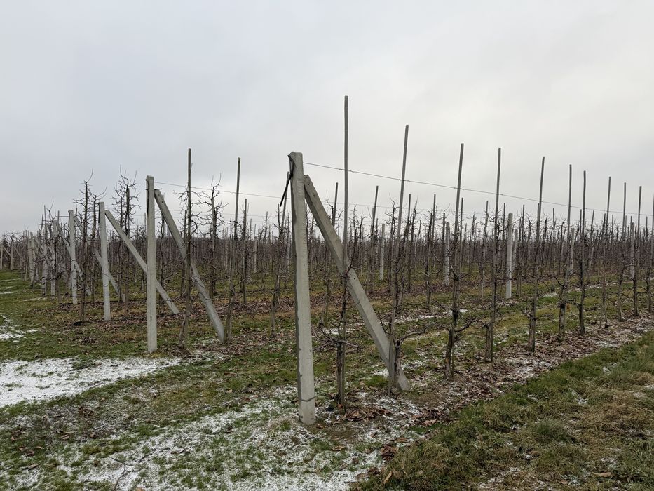 Sad jabłoniowy - Grzymkowice